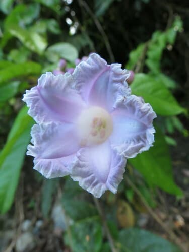 Maripa nicaraguensis