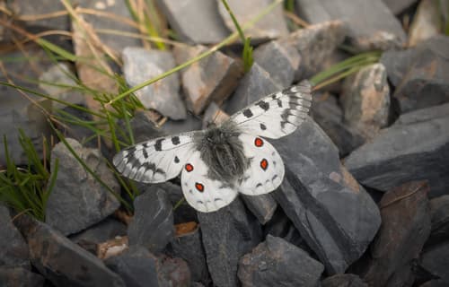 Parnassius rueckbeili