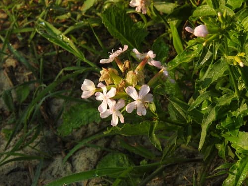 Soapwort