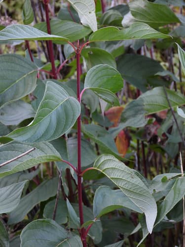 Cornus hemsleyi