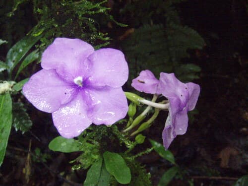 Brunfelsia cabiesesiana