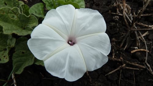 Kordofan Morning Glory