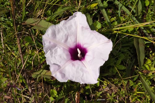 Ipomoea tacuaremboensis