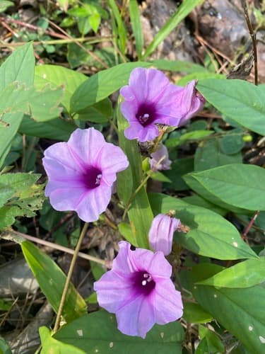 Silver Morning Glory