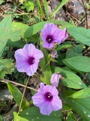 Silver Morning Glory