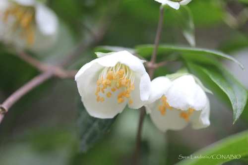 Puebla Mock Orange