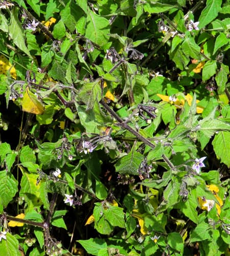 Solanum pseudospinosum