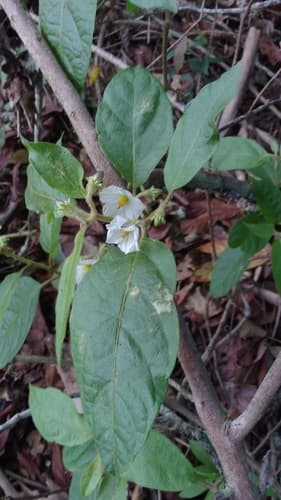 Lycianthes ferruginea