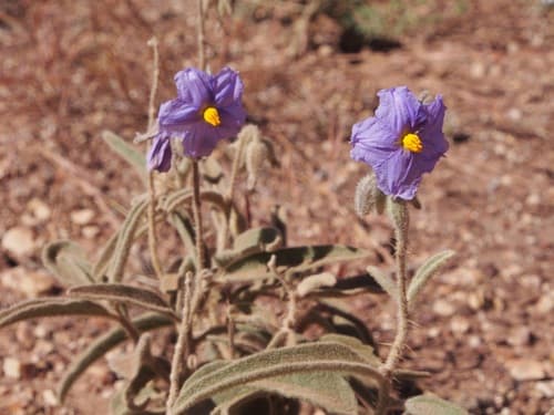 Solanum plastisexum