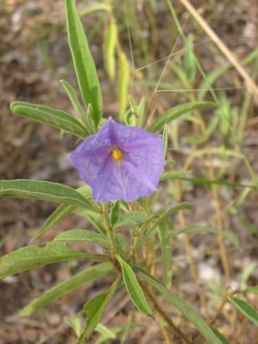 Solanum petraeum