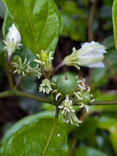 Lycianthes pauciflora