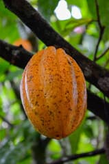 Cacao