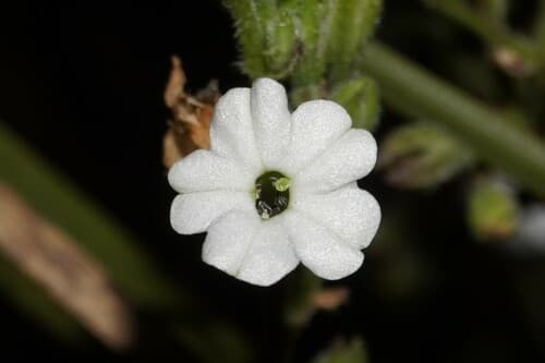 Nicotiana rotundifolia