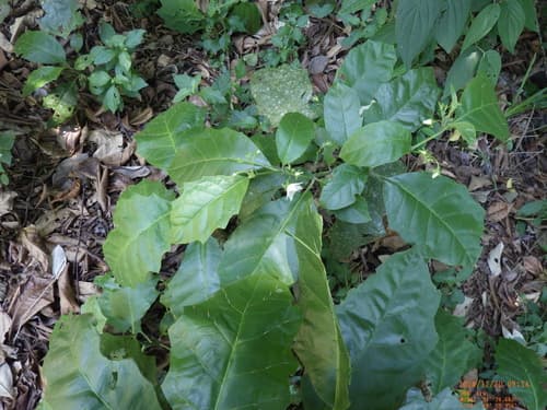 Solanum sessilantherum