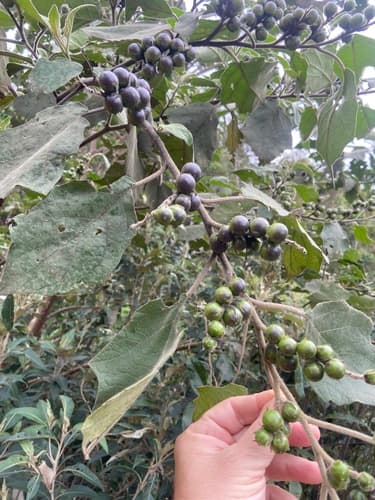 Potato Bush Nightshade