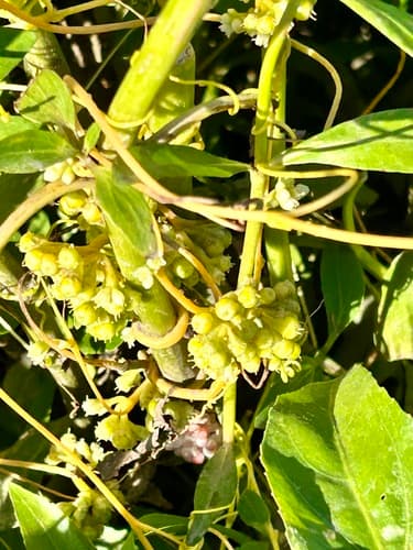 Cuscuta platyloba