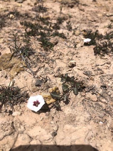 Convolvulus incisodentatus