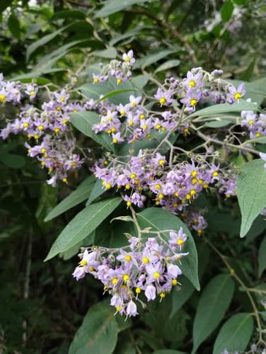 Solanum lantana
