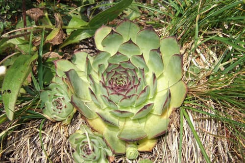 Houseleek
