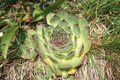 Houseleek