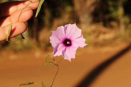 Ipomoea mucronatoproducta