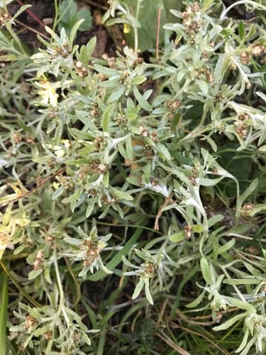 Cudweed