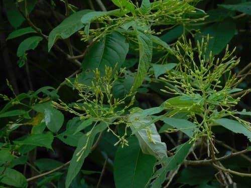 Cestrum velutinum
