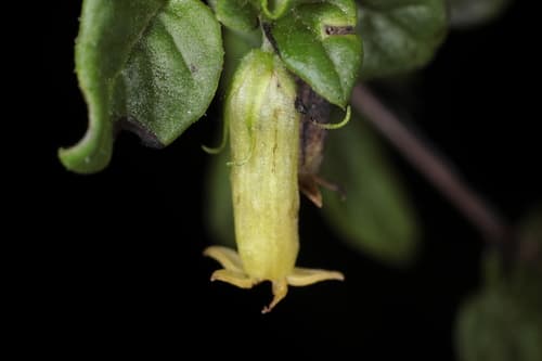 Pampas Lily of the Valley