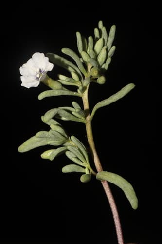 Nolana arequipensis