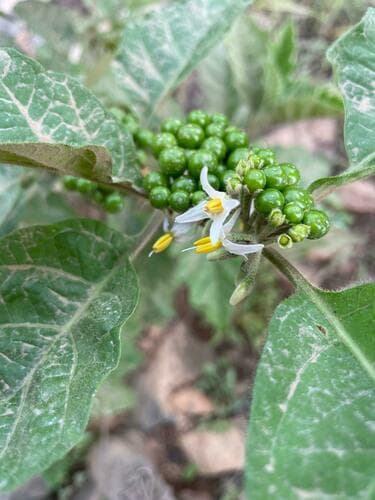 Solanum anomalum