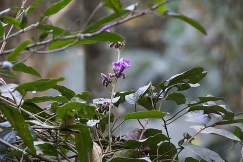 Argyreia roseopurpurea