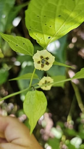 Physalis porrecta