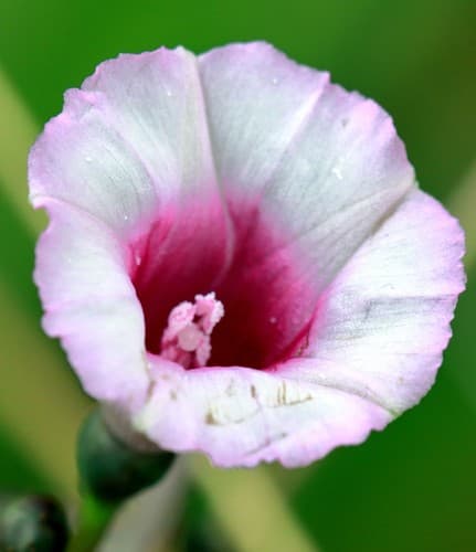 Ipomoea ramosissima