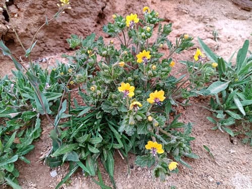 Hyoscyamus senecionis