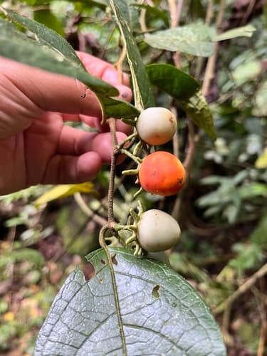 Lycianthes multiflora