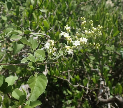 Metaporana parvifolia