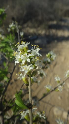 Metaporana verdcourtii