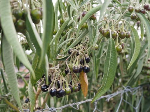 Solanum muenscheri