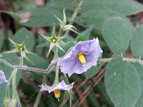 Solanum sanctae-marthae