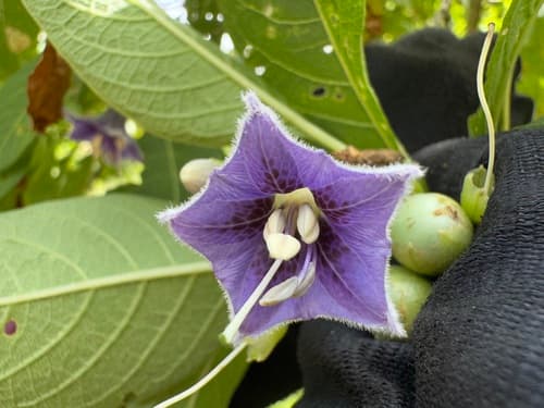 Eriolarynx iochromoides