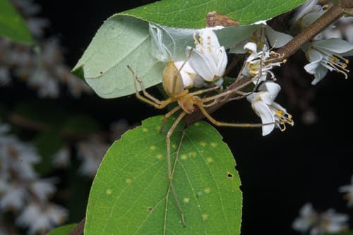 Deutzia schneideriana