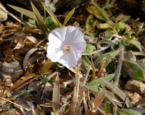 Convolvulus grantii
