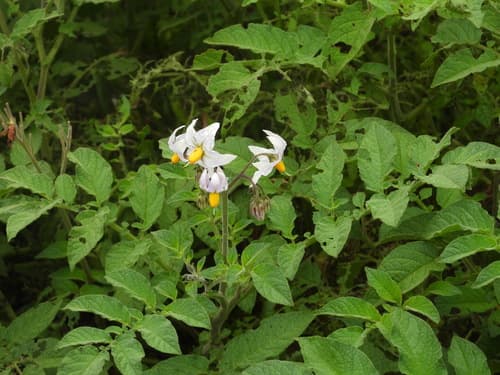 Solanum berthaultii