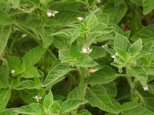 Ground-cherry Nightshade