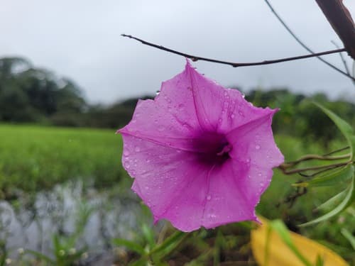 Ipomoea subrevoluta