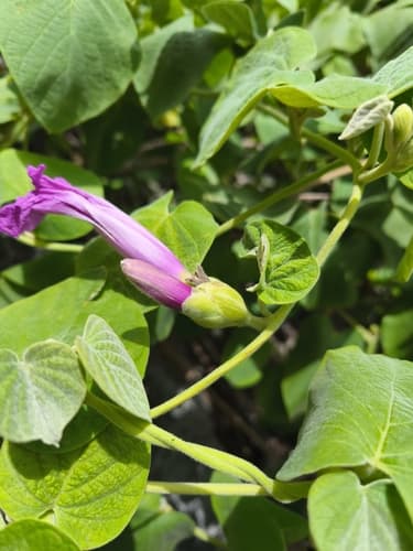 Ipomoea calyptrata