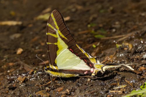 Yellow Kite-Swallowtail