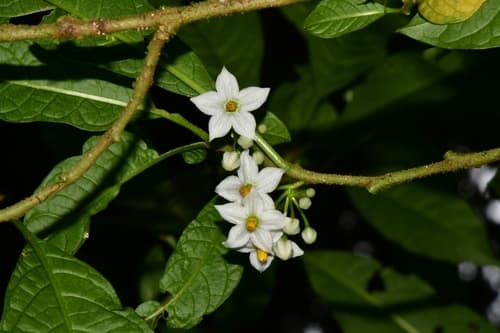 Solanum vacciniiflorum