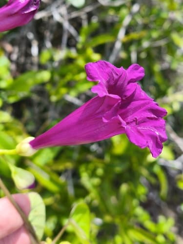 Ipomoea blanchetii