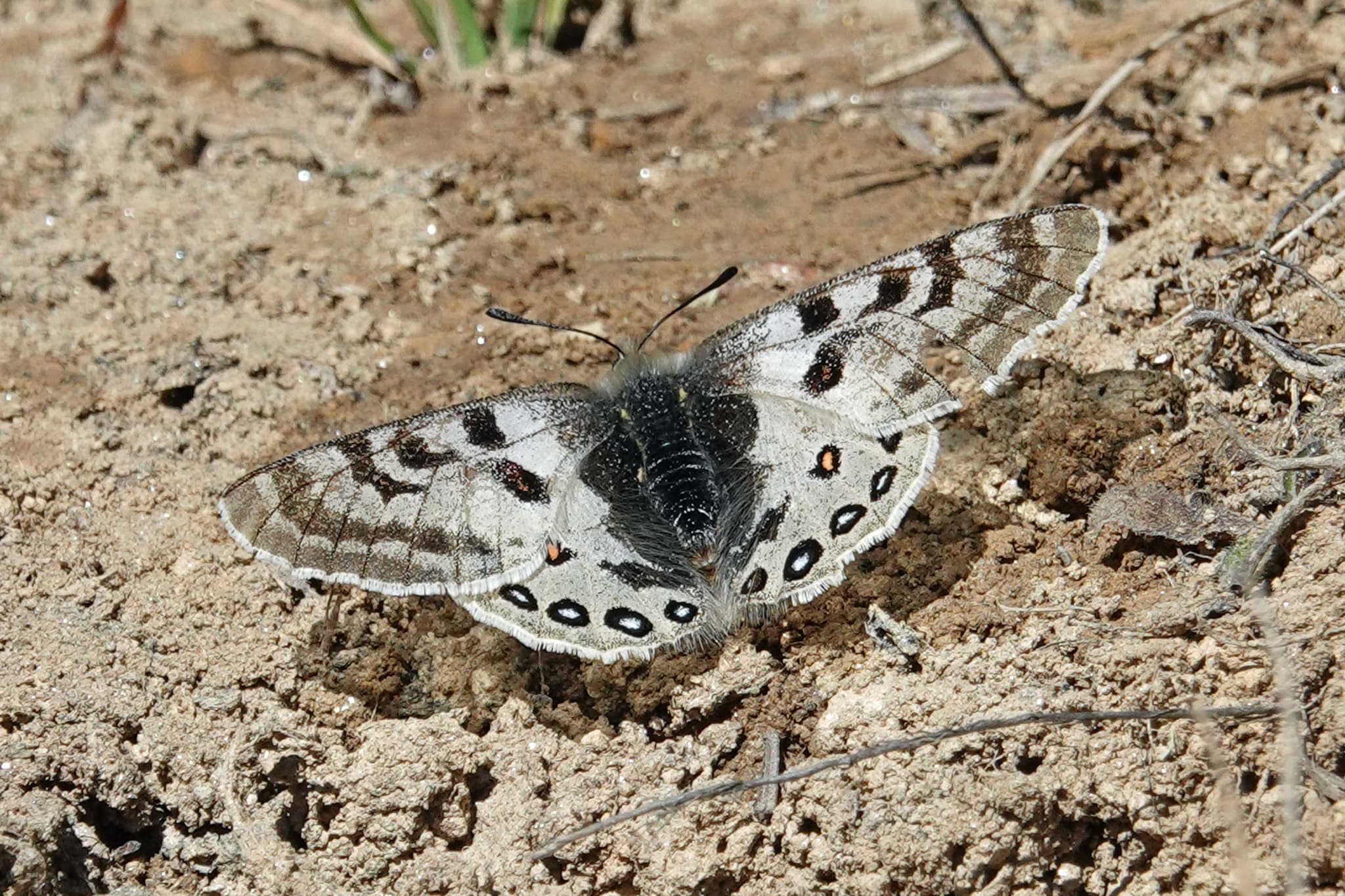 Not a Medicinal Plant (Parnassius baileyi - Butterfly)